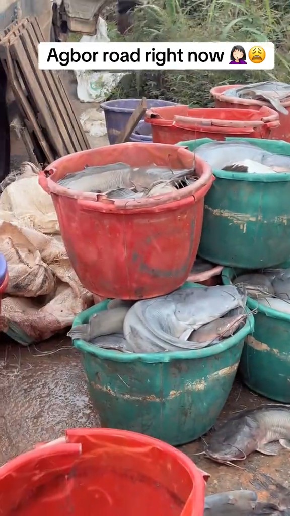 “Look at this bus transporting catfish. All the catfish have di€d inside the vehicle because of the gridlock.”💔🥲 —Passenger laments over the severe gridlock on the Agbor–Edo expressway, following the bad condition of the road.