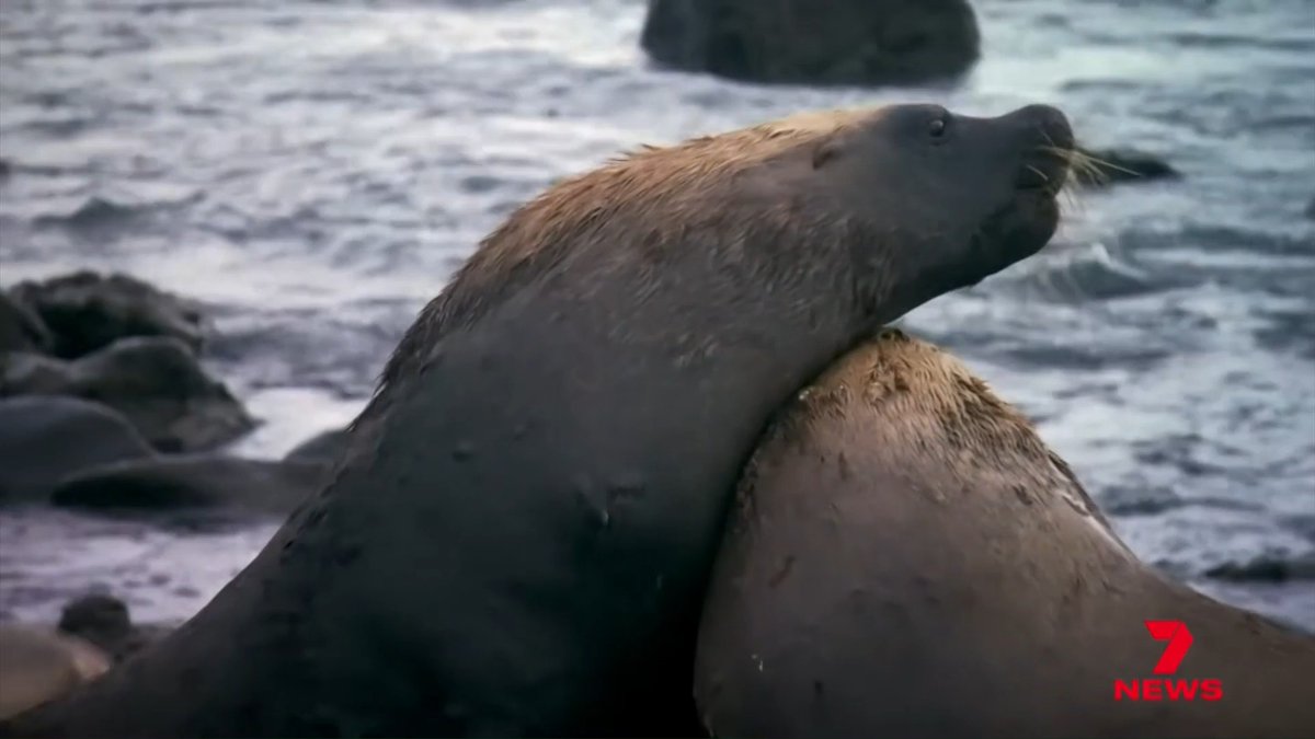 A second fur seal has died from bird flu in South Australia, raising concerns for endangered sea lions and dolphins in the region. Phillip Island's little penguin vaccination program intensifies as wildlife groups criticise authorities for cutting funding to other bird flu prevention programs.