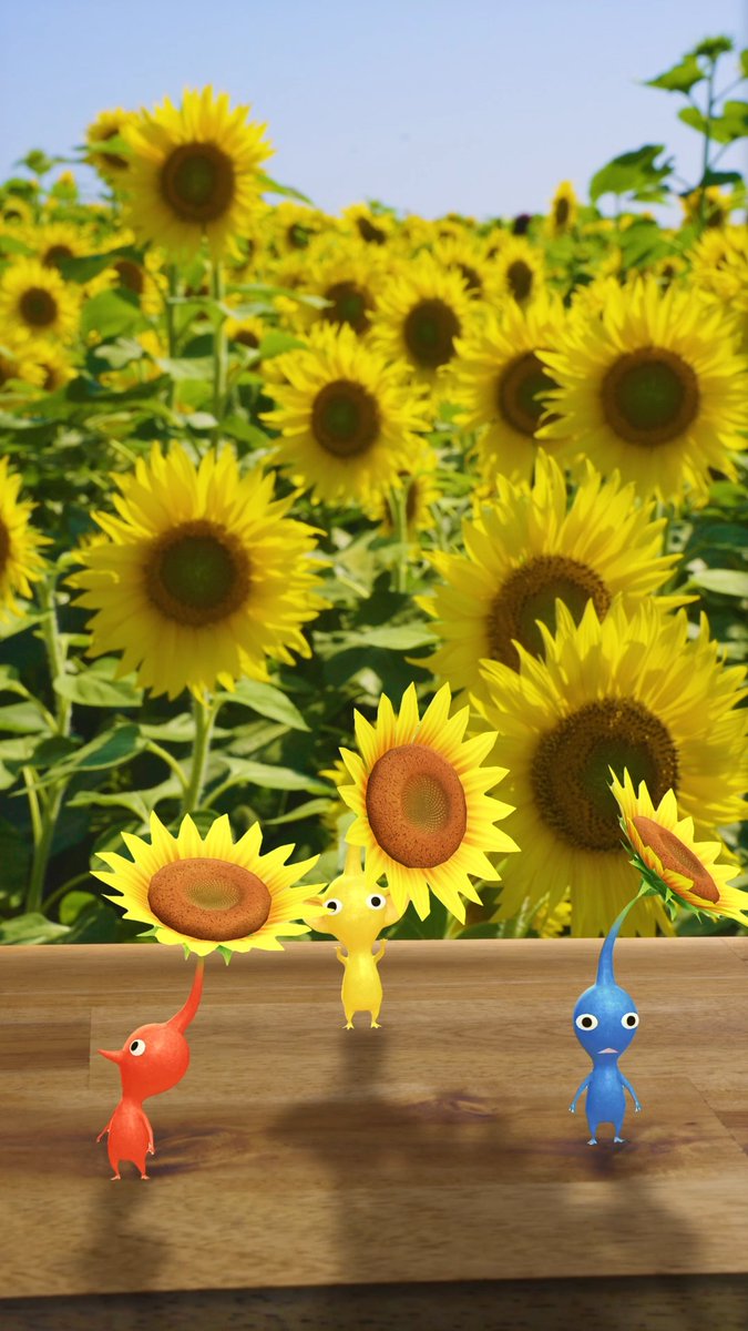 ピクミンといっしょにひまわり畑へ🌻 ARフォトを撮影したりポストカードを集めて おでかけ先の思い出を作りましょう🌱 #ピクミン #ピクミンブルーム #ひまわり畑 #Pikmin #PikminBloom