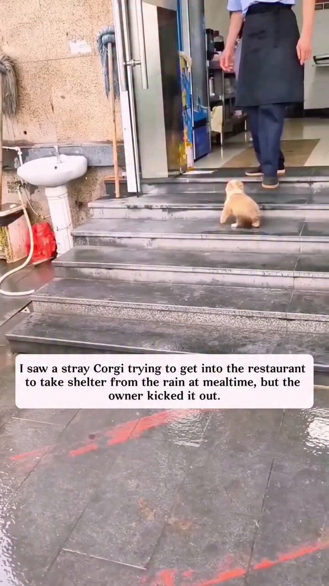 A heartwarming rescue and recovery of a frightened stray puppy. The puppy is found outside A tiny brown-and-white puppy is seen near the entrance/steps of a restaurant. It appears scared, weak, and unsure of people. The rescuer approaches carefully The puppy stays close to the wall and seems frightened. The rescuer gives it food and water to gain its trust. The puppy accepts help After being fed, the puppy becomes calmer and allows the person to get closer. Professional cleaning The puppy is taken somewhere safe and is washed/cleaned professionally. Veterinary examination The puppy is taken to a veterinary clinic for a complete check-up. The veterinarian examines the puppy and performs tests. Vaccination and medical care The puppy receives veterinary treatment, including a vaccine. Recovery After receiving care, food, and a safe environment, the puppy looks much healthier and happier. It eats normally and begins to relax and play with toys. The transformation At the beginning, the puppy is frightened and vulnerable. By the end, it is safe, cared for, well-fed, and comfortable. overall: They shows how one rescue can completely change an abandoned animal's life—from fear and uncertainty to safety, medical care, and love. ❤️