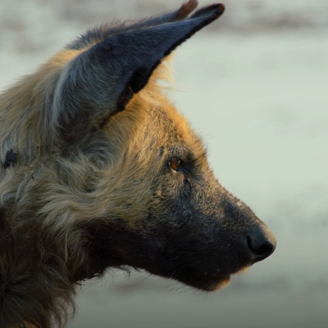 Water is a vital resource, and these African wild dogs are ready to fight for it. But sometimes, intimidation is all they need. #SavageKingdom is streaming on Disney+.