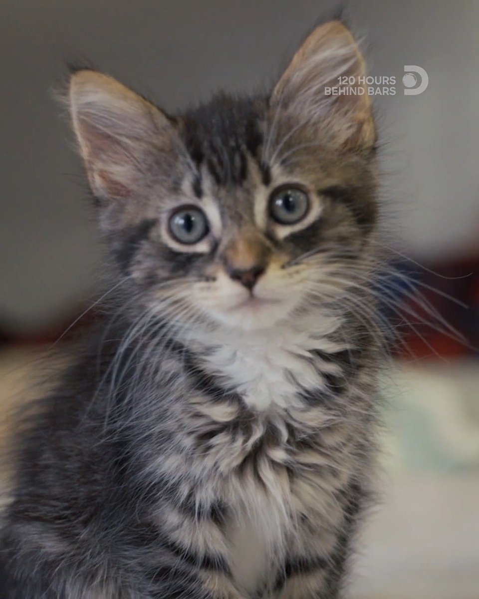 Inmates help foster kittens before they find their forever homes 🥹 Catch this sweet moment on #120HoursBehindBars tonight at 9P on Discovery.