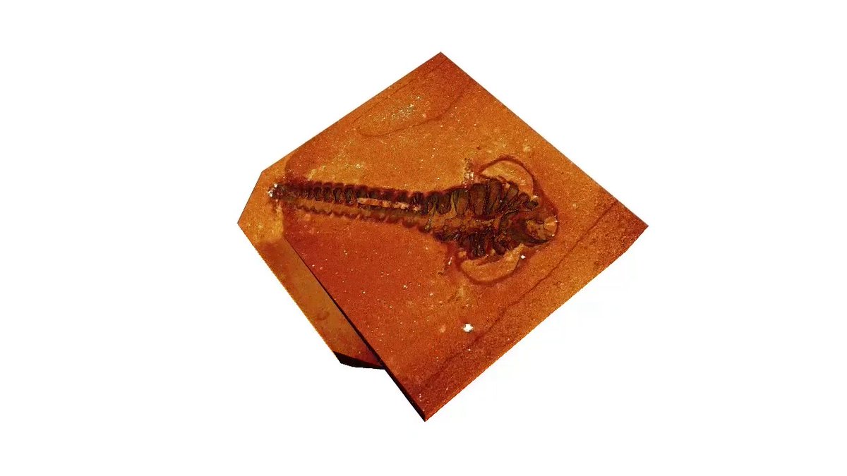 It was the Pompeii of the Cambrian. About 515 million years ago, a volcanic eruption blanketed shallow waters in what are today the High Atlas Mountains in Morocco. The ash entombed the invertebrates living in the soft mud of the ocean floor, and within hours reacted with chemicals in seawater and hardened into a rock that preserved a perfect mold of the creatures. After imaging those molds in 2024, researchers reported the most detailed 3D anatomy yet of trilobites, the multilegged arthropods that dominated Paleozoic seas. Learn more: #ScienceMagArchives