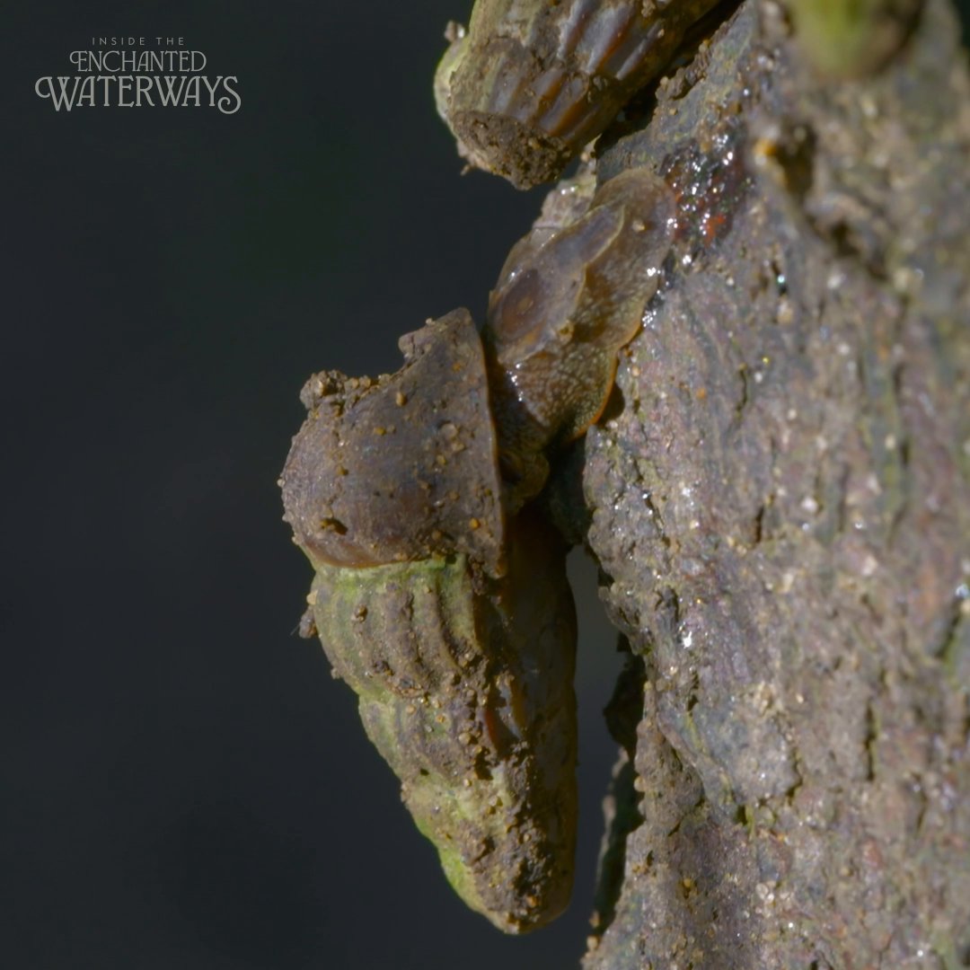 Slow doesn't mean late 🐌 Mangrove snails rely on changes in air pressure and humidity to know exactly when to climb down and feed before the tide rushes back in. #InsideTheEnchantedWaterways is now streaming on Disney+