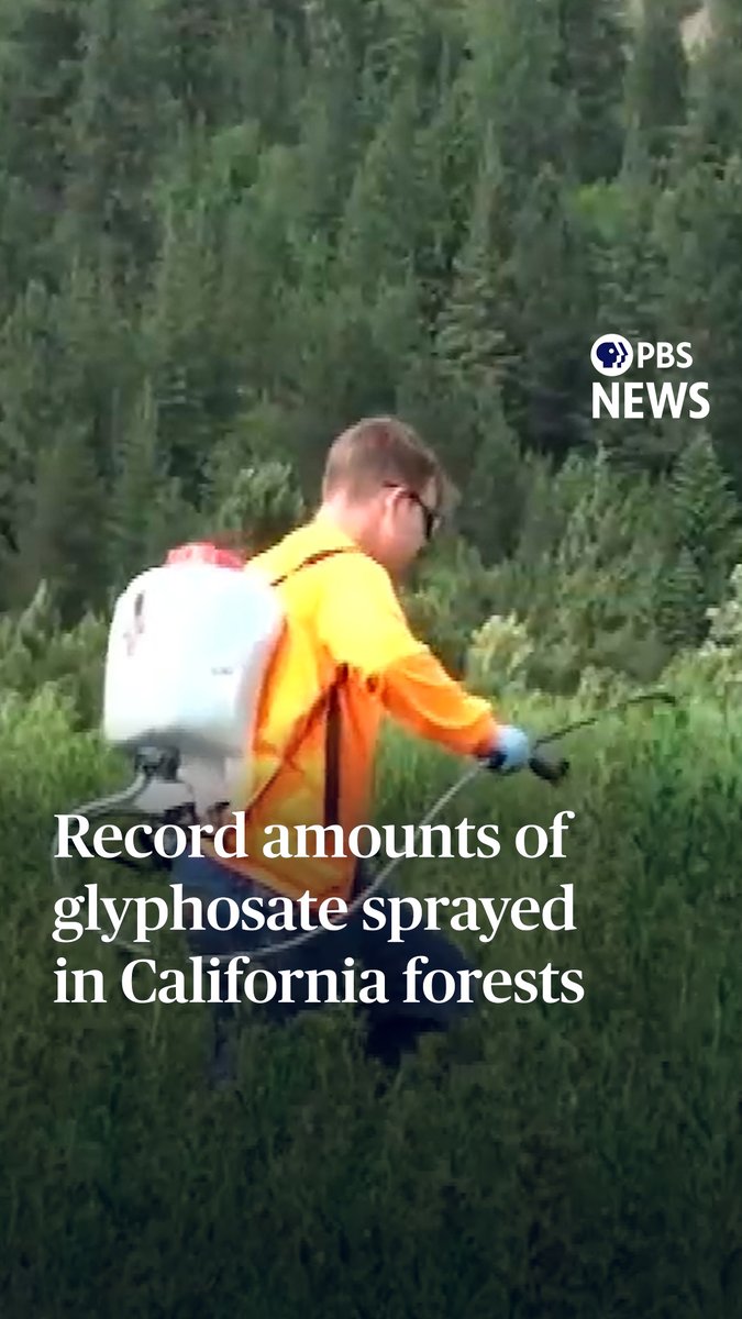 An investigation by the Center for Investigative Reporting has revealed that glyphosate is being sprayed in California forests at record levels by timber companies and the U.S. Forest Service. Glyphosate is the key ingredient in Roundup, the weed killer that has been the subject of lawsuits alleging exposure causes cancer. The World Health Organization's cancer agency called glyphosate a health risk back in 2015, saying it was "probably carcinogenic to humans." The Center for Investigative Reporting's (Reveal) Nate Halverson reports.