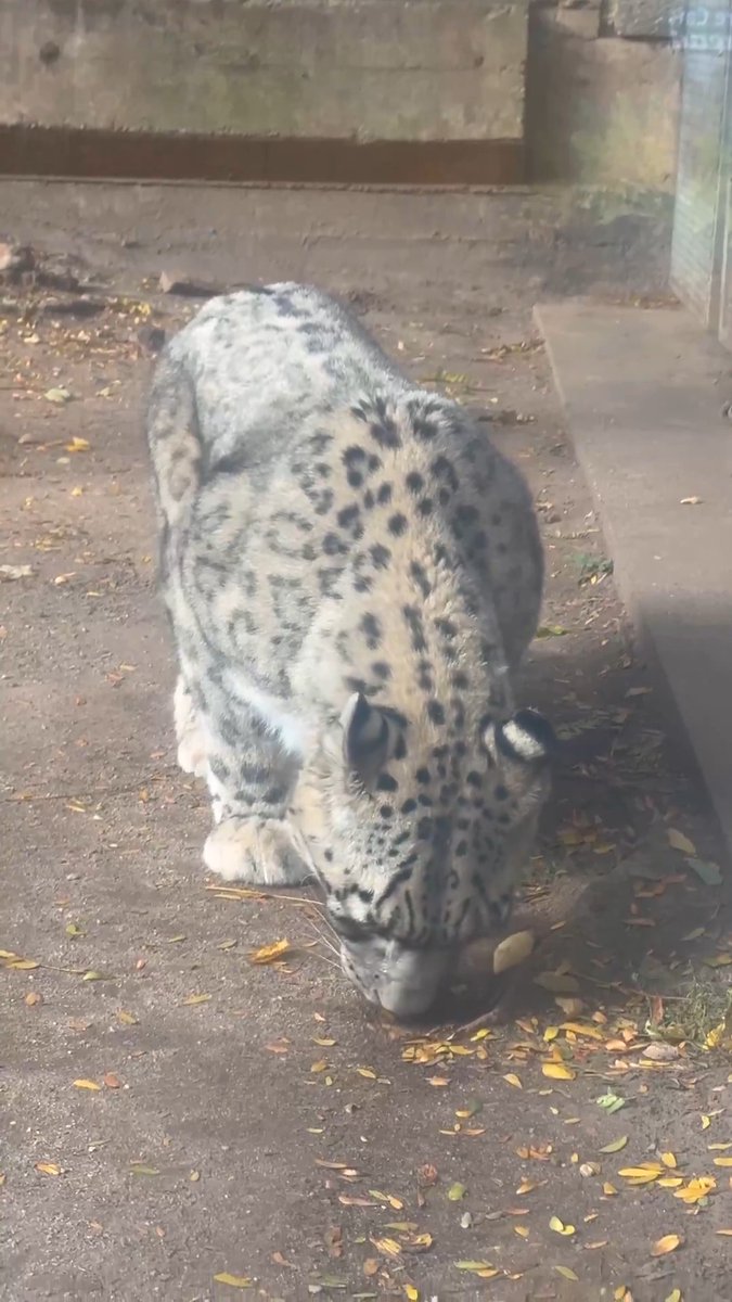 Cat parents know this face all too well 😂 This is called the flehmen response, and Yuki the snow leopard is demonstrating it perfectly. This behavior allows cats to analyze smells in their environment through a scent organ in the roof of their mouths!