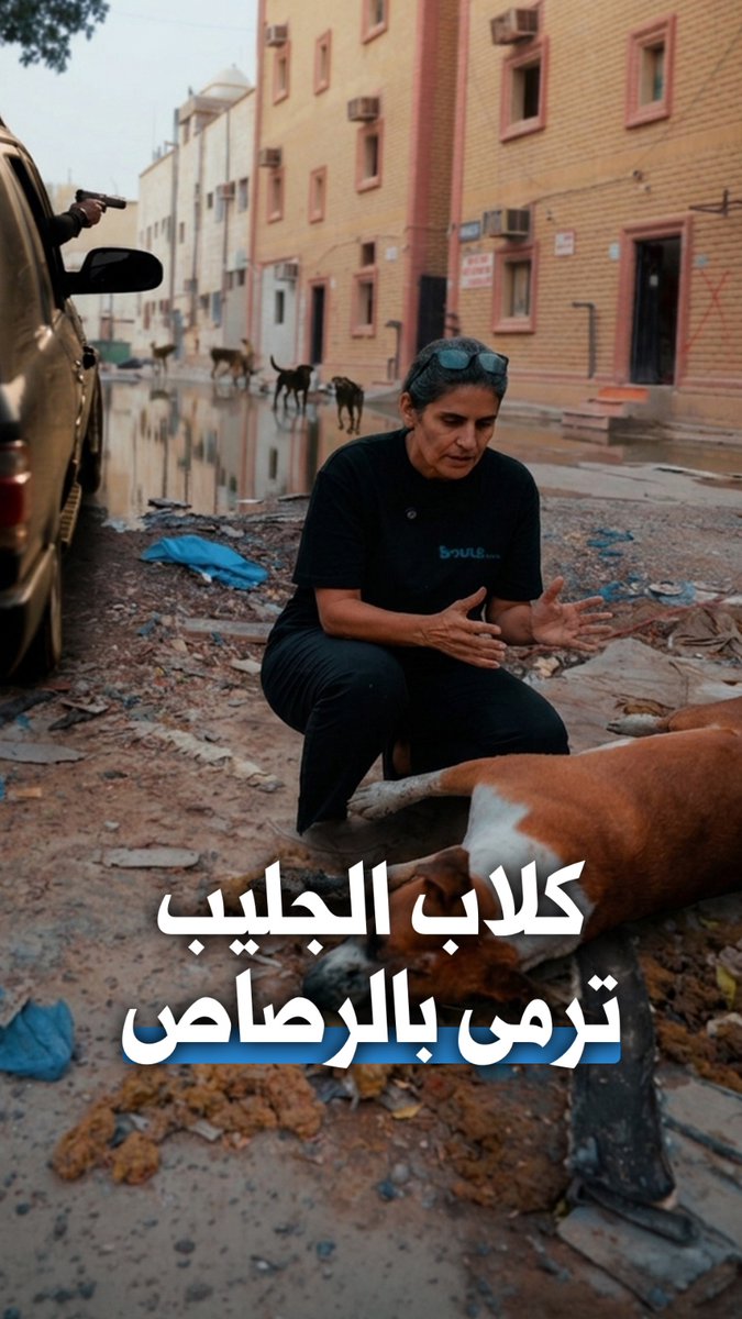 إبادة جماعية للكلاب في منطقة جليب الشيوخ… ومرتكب الجريمة مجهول! #الجريدة وثقت مشاهد من الجثث مع فريق تطوعي نسائي