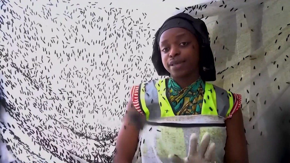 🇨🇩Dans l'Est de la République démocratique du Congo, une jeune entrepreneure élève des mouches soldats noires pour lutter contre les déchets. Objectif : réduire la pollution, améliorer la sécurité alimentaire et créer des emplois durables dans une région ravagée par la guerre.