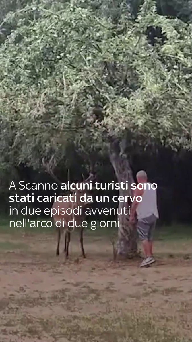 A Scanno, in Abruzzo, un cervo maschio ha caricato due turisti in due episodi avvenuti nell'arco di due giorni. Secondo quanto riferito, i due uomini si sarebbero avvicinati all'animale selvatico fino a toccarlo, provocandone la reazione. Entrambi sono finiti a terra, fortunatamente senza riportare ferite. Il sindaco di Scanno, Giovanni Mastrogiovanni, ha annunciato che il Comune sta preparando un'ordinanza per vietare ai turisti di avvicinarsi ai cervi e contrastare quello che ha definito «turismo maleducato».