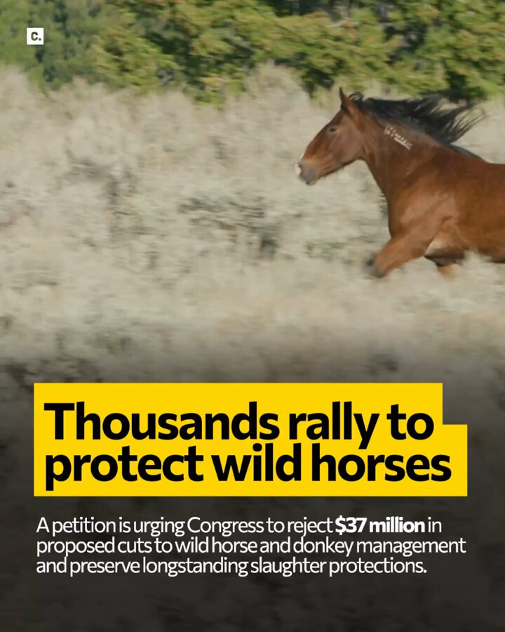 A petition is urging Congress to preserve federal protections for wild horses and donkeys under the Bureau of Land Management’s care. A proposed federal budget would reduce funding for the Wild Horse and Burro Program by about $37 million and omit longstanding restrictions on killing healthy animals or selling them for slaughter. Supporters warn the changes could put tens of thousands of animals at risk. They are calling on Congress to preserve the restrictions and fund nonlethal methods, including fertility control. Petition: #Horses #animals #wildhorses