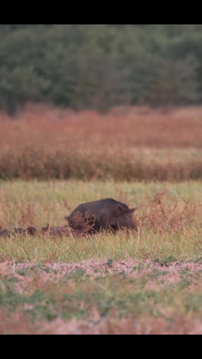 Sometimes you've got to handle your business!!! 🐗💥 📸@unv_rich #ITSINOURBLOOD #outdoors #wildboar #hoghunting #farmer