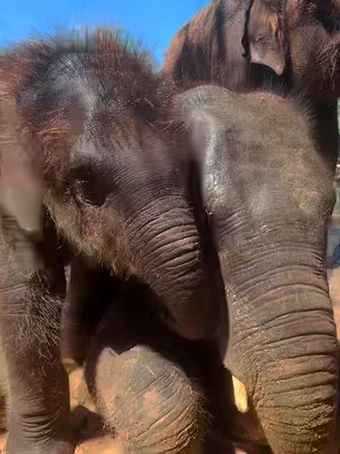 Just brothers being brothers! 🐘 Playful and perhaps a little pesky… here’s our 4-month-old Asian elephant, Sam Houston, climbing all over big brother, Travis! 📸: Keeper Gabby
