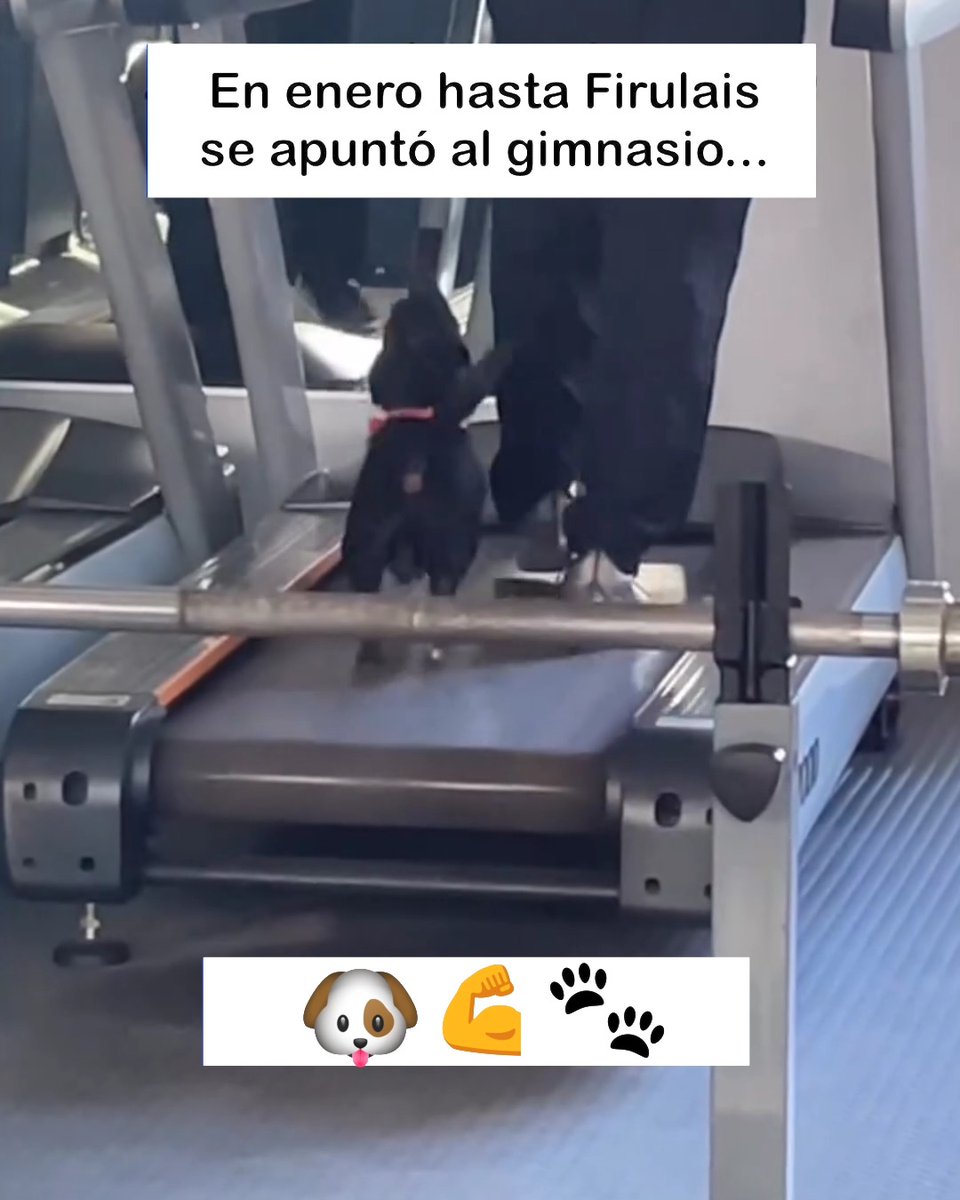 Firulais sí le entra al cardio 🐶 Vía: blaki_0777/ig y ferav.rb/ig