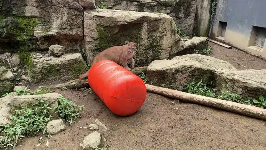 放飼場内にブイを設置した初日の様子です。 臆することなくブイに果敢にチャレンジする“キャフ”（メス）。 その様子を遠巻きに確認しながら通過する “ニーナ”（メス）、“シェダル”と“ツィー”（オス）。 気にはなっているようです。 ＃ピューマ一家