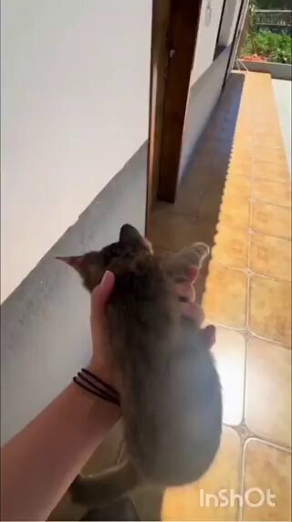 A woman found a rat in her house, so she brought in a stray cat off the street to hunt it down. The cat got the memo instantly, handled business, and casually walked off after 😹🐭
