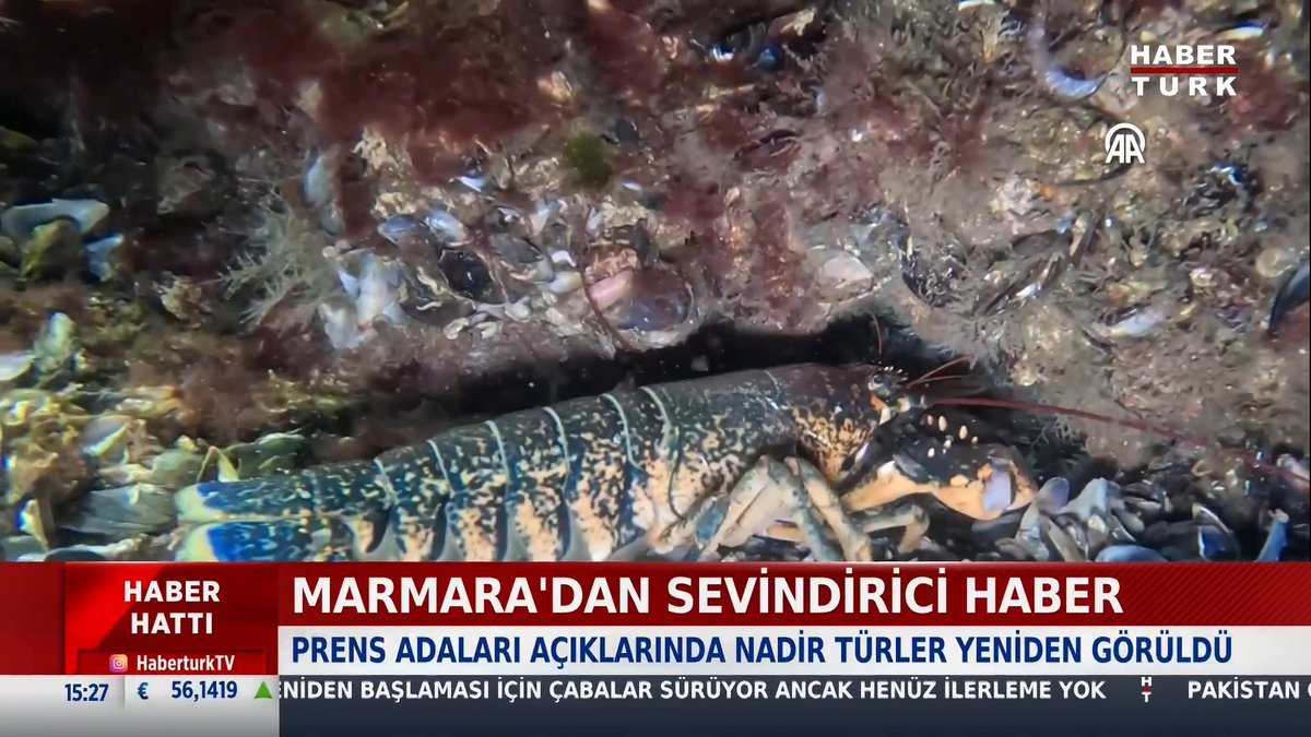 📌Marmara'dan sevindirici haber Prens Adaları açıklarında nadir türler yeniden görüldü.