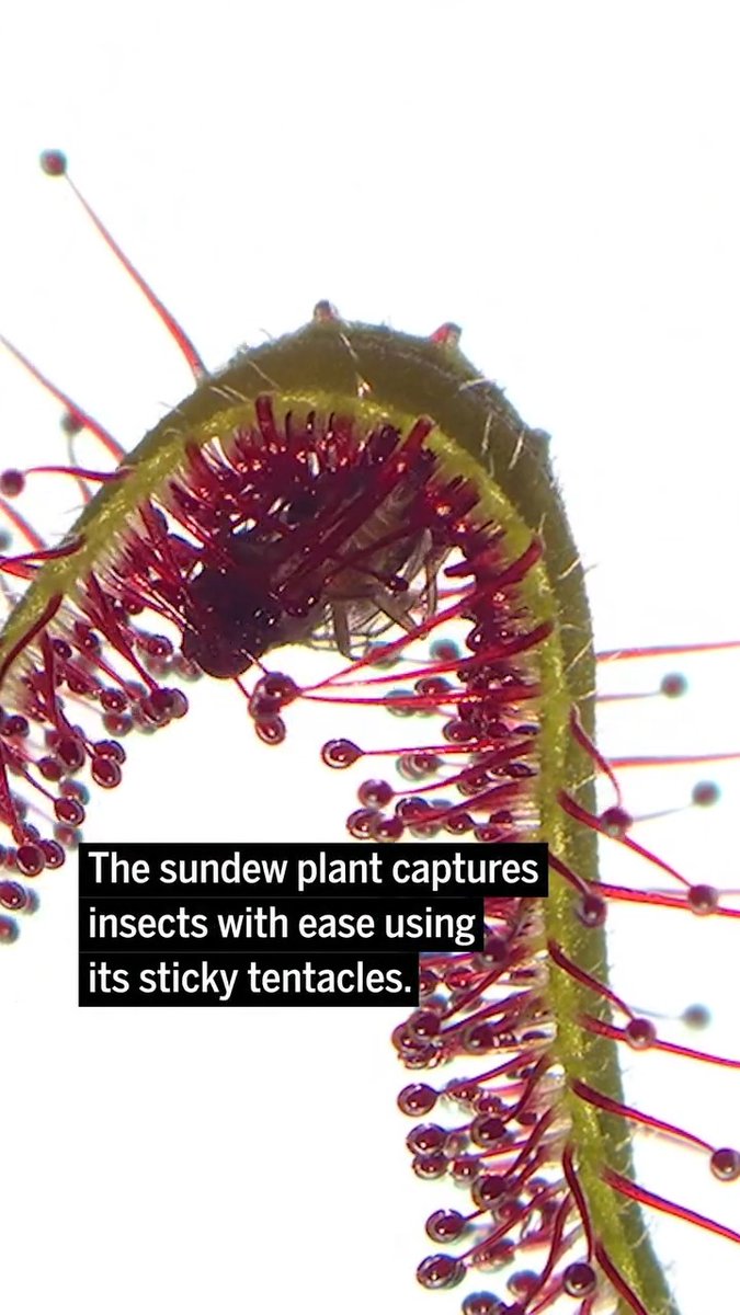 Carnivorous sundew plants know they’ve trapped their dinner thanks to glutathione. Learn more in Science Advances:
