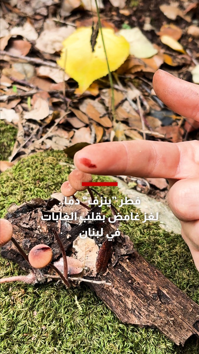 فطر "ينزف" دمًا.. لغز غامض بقلب الغابات في لبنان
