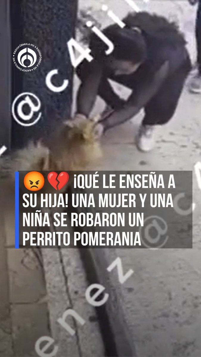 AYUDA A QUE BRUNO REGRESE A CASA 😡💔 ¡Qué le enseña a su hija! Una mujer y una niña se robaron un perrito pomerania y quedó grabado en cámara. 📹 #RFmx #Imperdible
