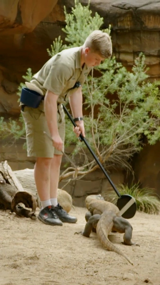 Robert Irwin trains a KOMODO DRAGON! 😲 #crikeyitstheirwins #robertirwin