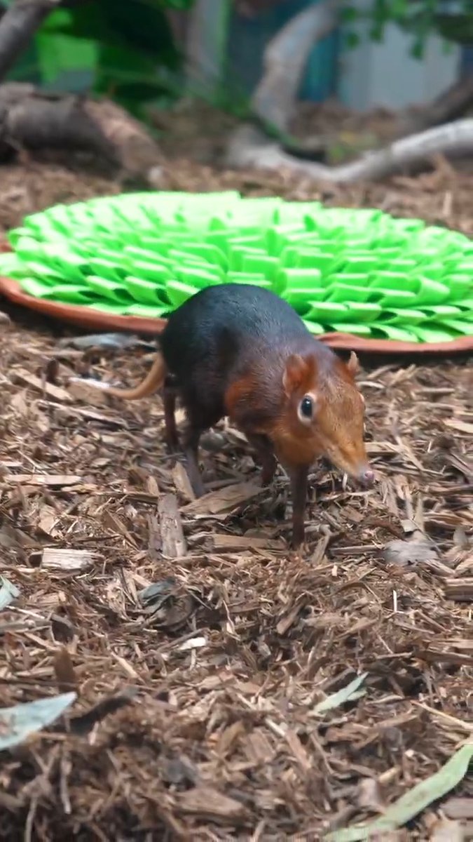 Squiggly, wiggly snoots!👃 Giant elephant shrews use their long snouts to sniff out insects and other small invertebrates as they forage for food!