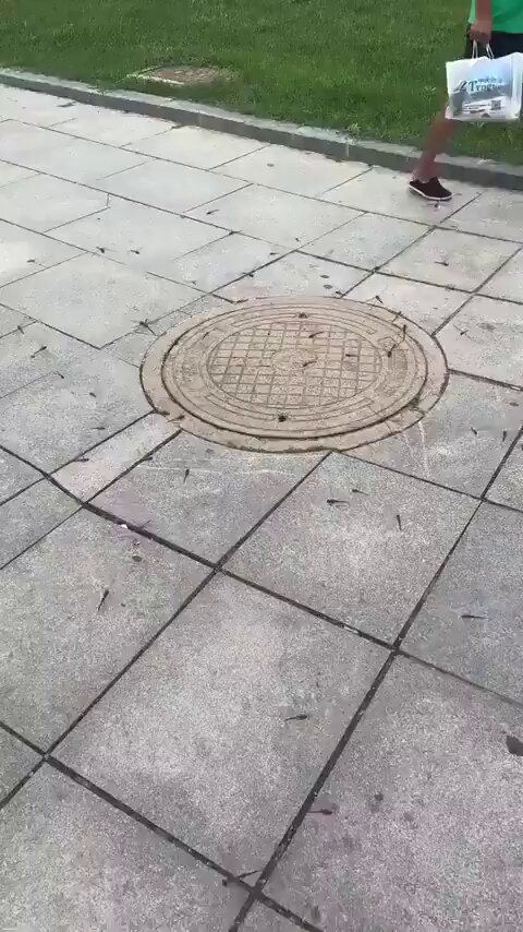 A single dragonfly can eat anywhere from 30 to literally hundreds of mosquitoes per day. Watch this swarm taking care of the mosquitoes coming from a sewage drain.
