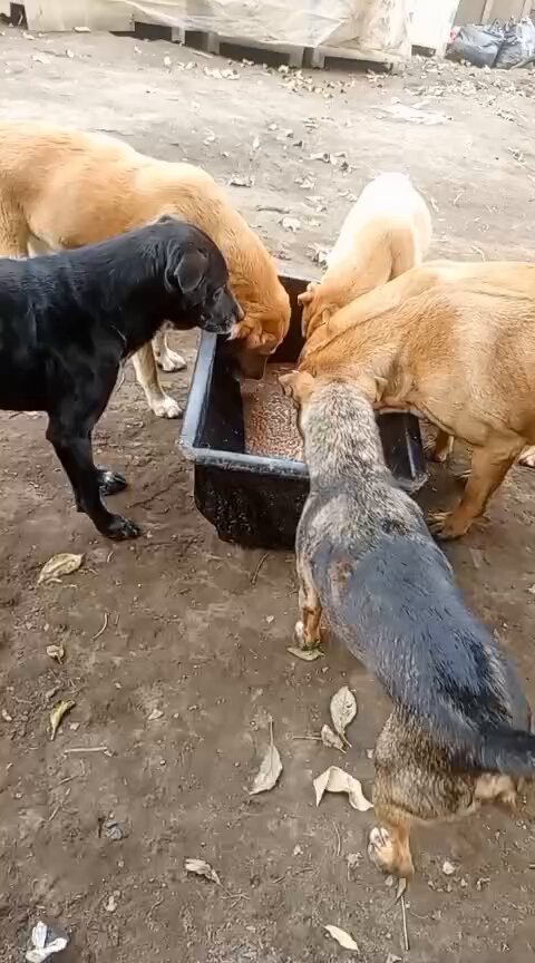 😭💔 Hoy los perros comieron agua con harina y un poquito de menudencias, porque no teníamos más. Una persona muy bonita nos donó 4 bultos para cubrir la alimentación de mañana, pero no tenemos transporte para recoger el alimento. Buscamos una persona que pueda ayudarnos recogiendo el alimento en el barrio las américas (a las 9am) y traerlo hasta la fundación (subachoque cundinamarca) O, buscamos personas que nos ayuden pagando el transporte $200.000 😭 Si tú puedes ayudarnos, por favor escribenos por interno 🙏🏼