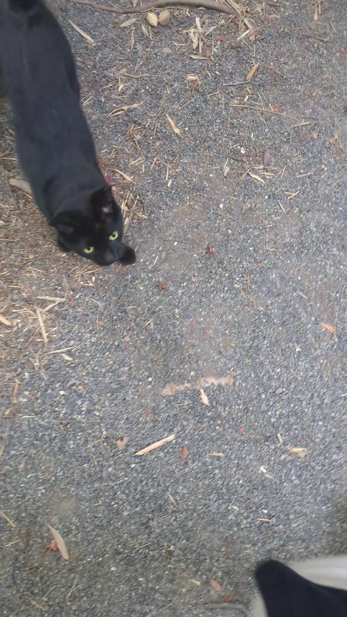 森の中にある野良にゃんズ🐈️🐈‍⬛が出迎えてくれるワイお気に入りの場所