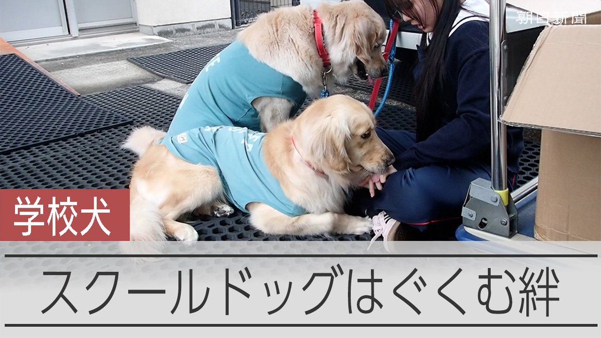【動画】心癒やす「学校犬」、子どものよりどころに 20余りの学校で導入 「学校犬」(スクールドッグ)を知っていますか。2003年に東京都内の私立小学校の教諭が、家で飼っている犬と「出勤」を始め、いま全国で少なくとも20以上の小中高に広がっています。