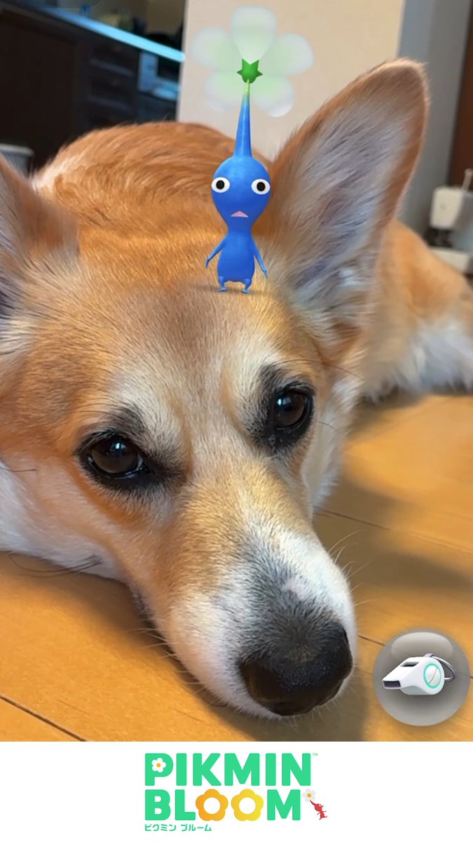 今日は世界犬の日🐾 いっしょにのんびり🐶🌱 #デコピクミン観察