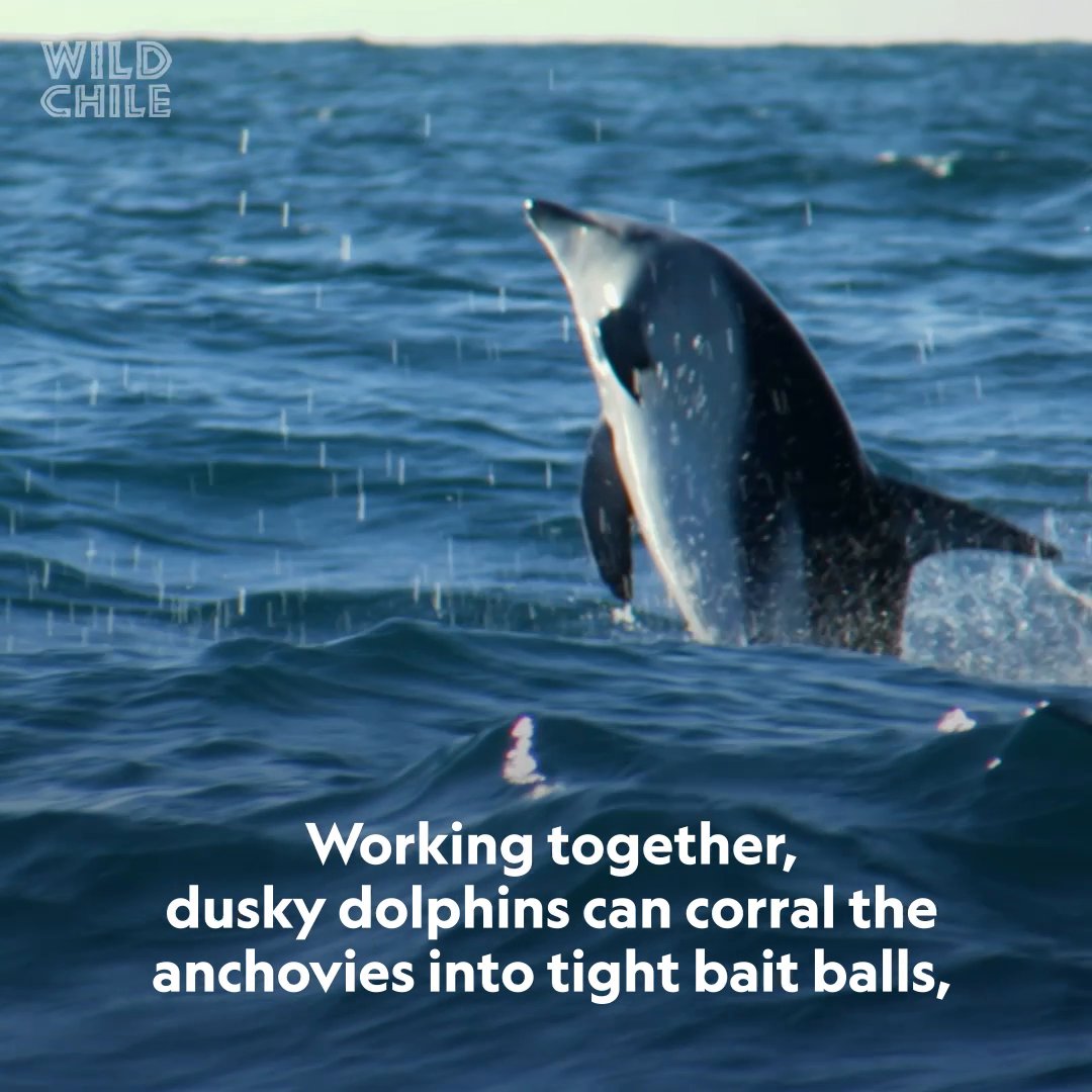 For most predators, a tightly packed shoal of anchovies that moves like a single superorganism is hard to hunt. Dusky dolphins have a different approach. Their acrobatic moves help split the shoal into smaller groups before feeding. #WildChile is now streaming on Disney+