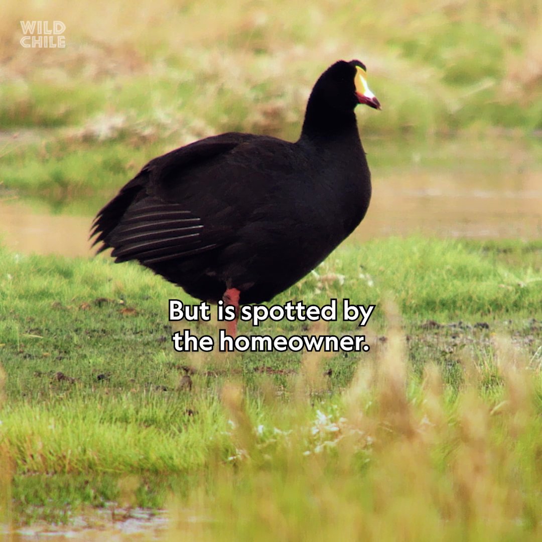 Giant coots build massive nests that require constant maintenance, with both partners working together to keep the structure intact. But nest theft is common, forcing homeowners to defend their hard work in dramatic battles. #WildChile is now streaming on Disney+ and Hulu.