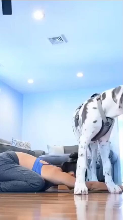 This Great Dane Is Growing Up So Fast! 🥹🐾 #dogs #dogslover