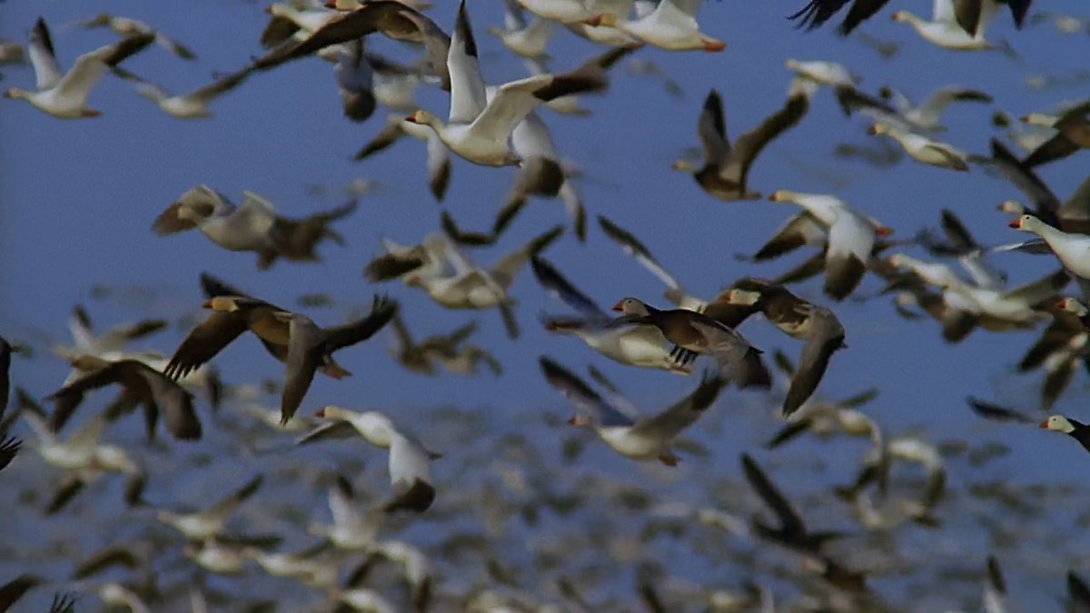 On the move! 🪿 Snow Geese travel and forage in massive, noisy flocks. These flocks can rapidly change direction almost instantly by following movements of distant flock members rather than waiting for cues from nearby birds. 📸: John Downer #migration #snowgeese #wildlife