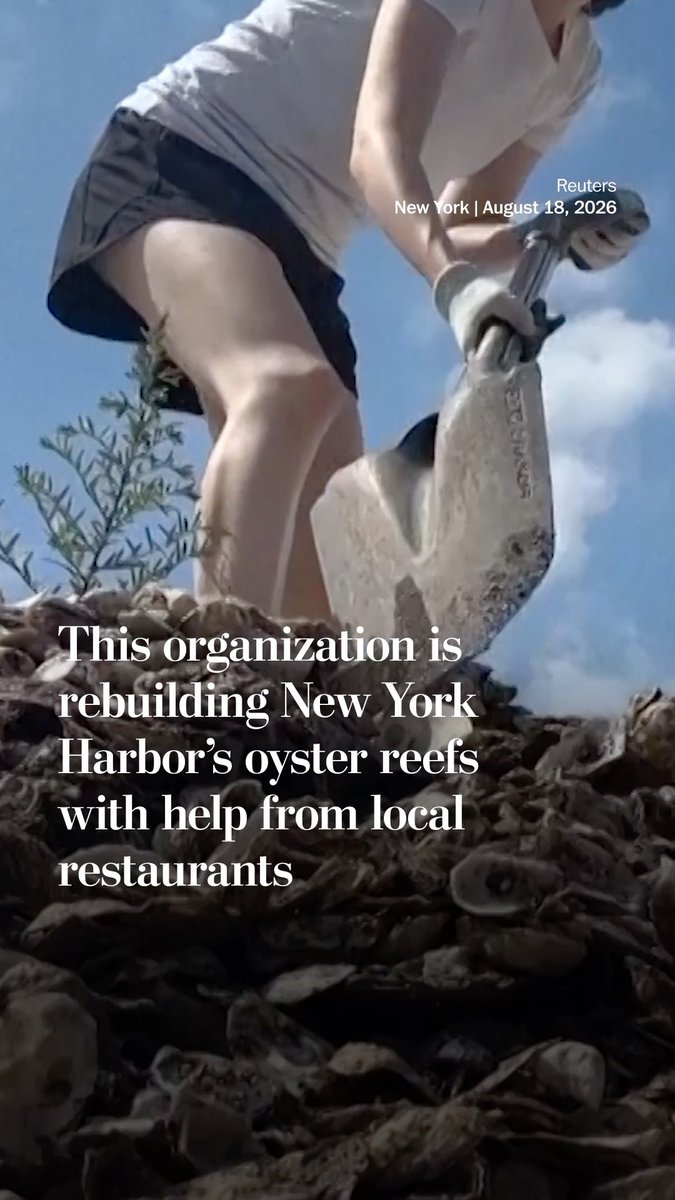 Since 2014, The Billion Oyster Project has been educating local communities and working with students and other volunteers to restore oyster reefs in New York Harbor. The nonprofit has gathered more than 3.2 million pounds of recycled oyster shells from more than 70 restaurants across New York City. The shells are incorporated into eco-friendly reef structures designed to replicate the complexity of natural oyster reefs. The restoration effort is intended not only to improve marine biodiversity but also to strengthen coastal resilience.