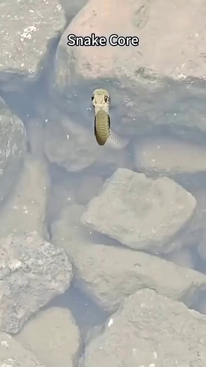 Snake core 🐍