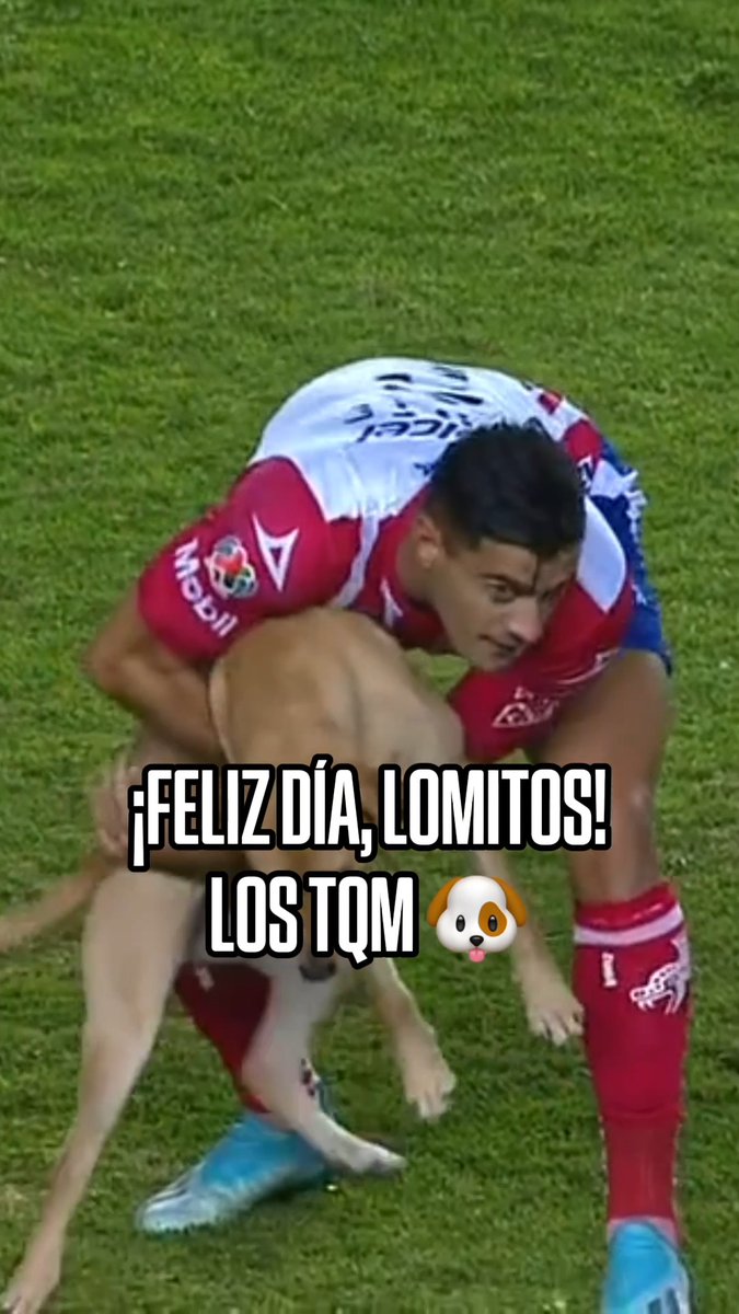 Las invasiones de campo que amamos ver 😅 🐶 LOS MÁS CRACKS ¡Feliz Día Internacional del Perro! ❤