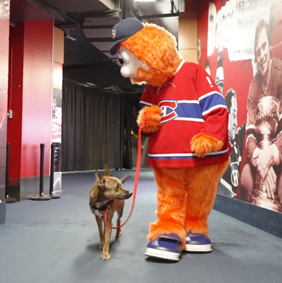 Bonne Journée nationale du chien à tous nos amis canins, mais surtout à Maple, qui a trouvé sa famille adoptive après avoir visité le Centre Bell la saison dernière! 🐕 Happy National Dog Day to all our canine friends, and especially Maple who found a forever home after visiting the Bell Centre last season! #GoHabsGo | SPCA de Montréal