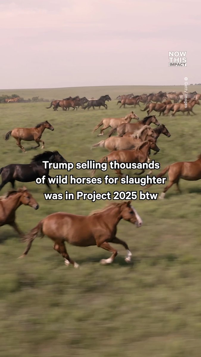 The Trump administration is rounding up federally protected wild horses and selling them for as little as $25 through a legal loophole that strips away their protections and can send them into the slaughter pipeline. Project 2025 explicitly called for giving the government authority to “dispose” of wild horses this way. And as of May 2026, more than 58,000 wild horses remain in federal holding. In 2025, the Bureau of Land Management more than doubled the number of wild horses it sold, to roughly 3,700. Some of those horses later turned up at auctions frequented by slaughter buyers.