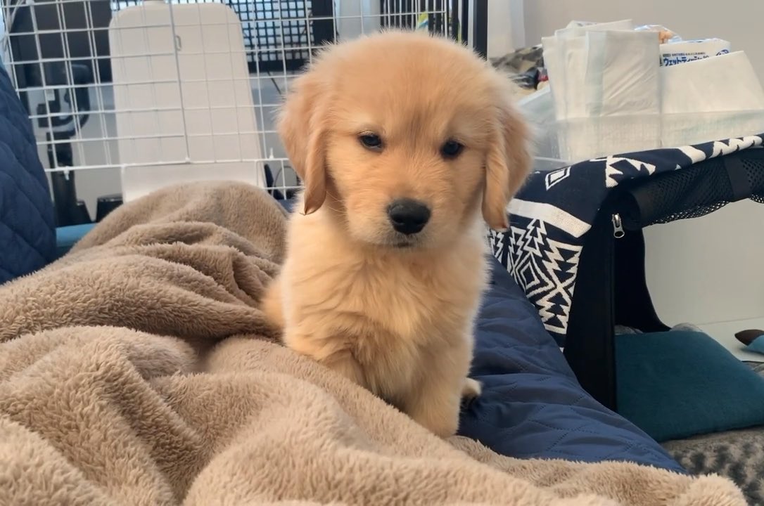 飼い主が寝ているのが気にいらない。不機嫌なゴールデンレトリバー子犬