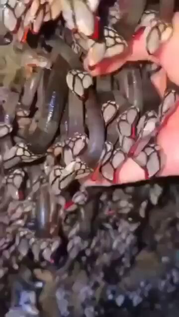 Fui a limpiar el tanque de agua y encontré esto cubriendo las paredes. Parecía tener vida propia y no tengo idea de qué es. ¿Alguien más ha visto algo así??