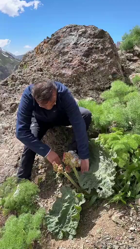 Ersin Korkut, Hakkari'nin dağlarına çıkarak yörede "yayla muzu" olarak da bilinen ışkın bitkisini topladı.