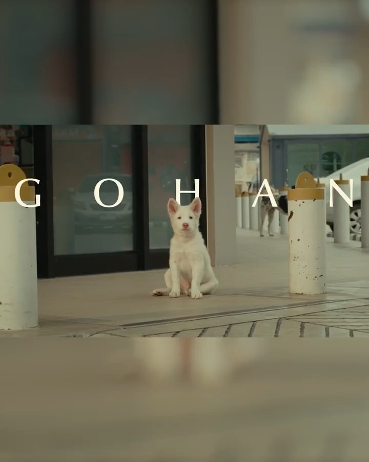 Siapin tisu buat ngikutin perjalanan anjing jalanan yang setia banget ini. Film GOHAN udah bisa kamu tonton di Netflix!