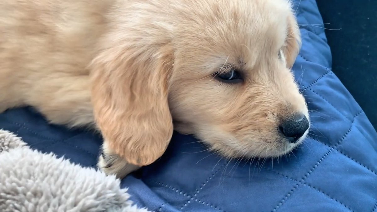 ゴールデンレトリバー子犬の寝顔が天使すぎる