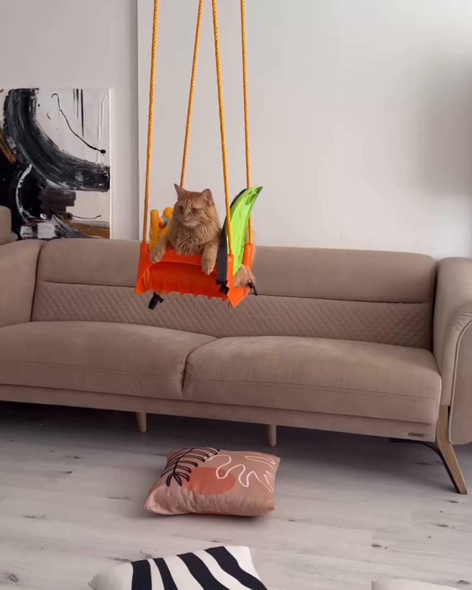 Salıncağını misafir çocuklarıyla paylaşmayan kedi: