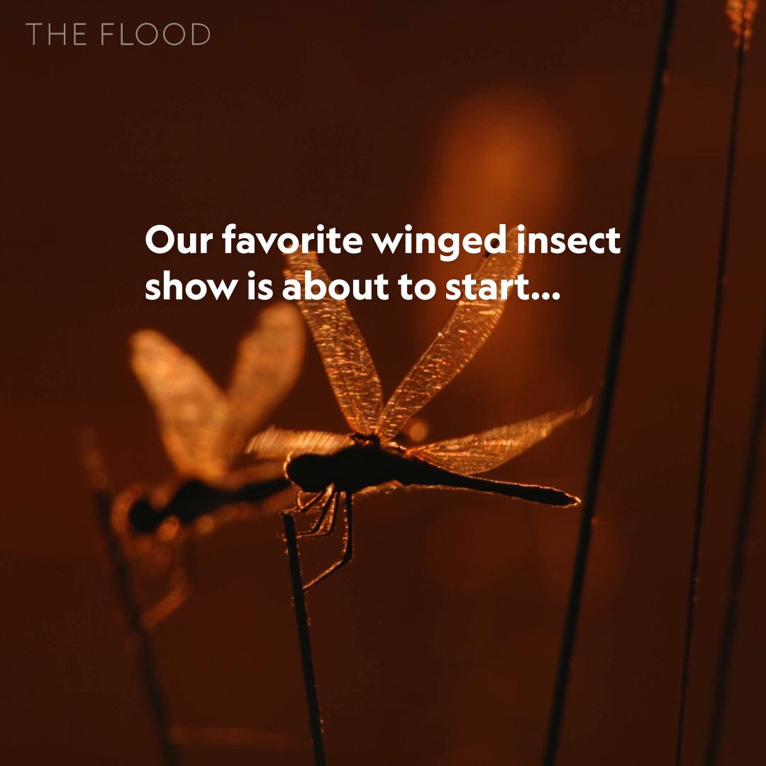 Love is in the floodwaters ❤️ Dragonflies and damselflies begin life beneath the Okavango's floodwaters, where their eggs hatch into aquatic nymphs that will grow before taking to the skies as adults. #TheFlood is now streaming on Disney+.