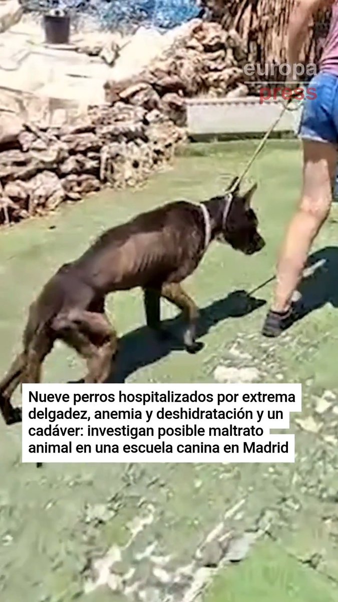 Nueve perros hospitalizados por extrema delgadez, anemia y deshidratación y un cadáver: investigan posible maltrato animal en una escuela canina en Madrid