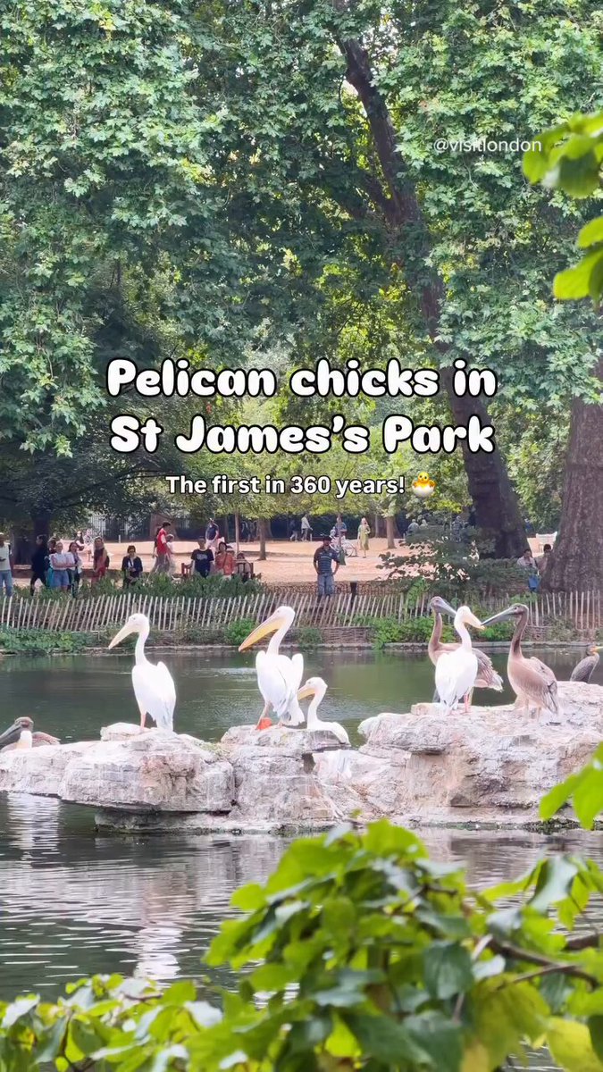 🦢 A historic new chapter for St James’s Park’s pelicans! Four pelican chicks hatched in May 2026, marking the first successful pelican birth at the park in more than 360 years🐣 Pelicans have been part of St James’s Park since 1664, when they were gifted to King Charles II by the Russian Ambassador. Now, for the first time in centuries, the resident flock has welcomed a new generation. We spoke to Nick, the park’s Senior Wildlife Officer, to find out more about the chicks — from their feeding routine and how they’re growing to what visitors should know when spotting them in the park. Head to St James’s Park to see if you can spot these very special new arrivals🐥 The Royal Parks #LondonMakesItPossible #VisitLondon #PelicanChicks #StJamesPark #LondonPelicans