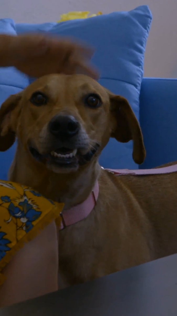 INSTANT connection between dog &amp; adopter! 🐾 #pitbullsandparolees #dog
