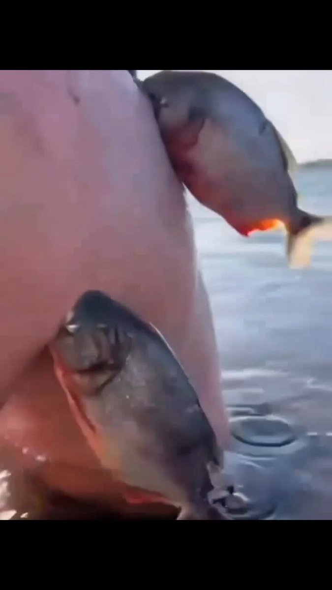 If you are swimming and feel like youre being attacked, i highly doubt you just stay put staring at what's doing it to you. Get outta the water already... 😓